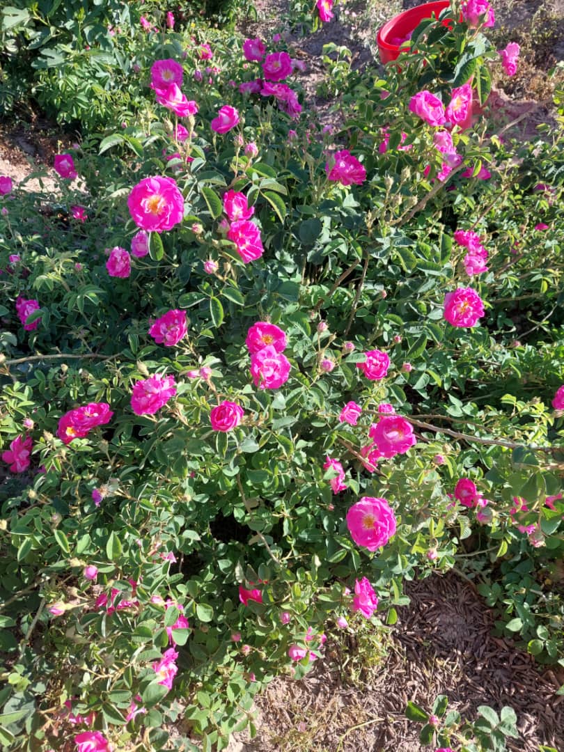 خرید گل محمدی در سایت آرد برندینگ
