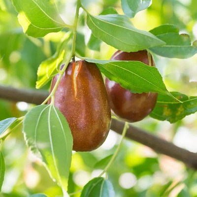 خرید و قیمت نهال عناب خرمایی
