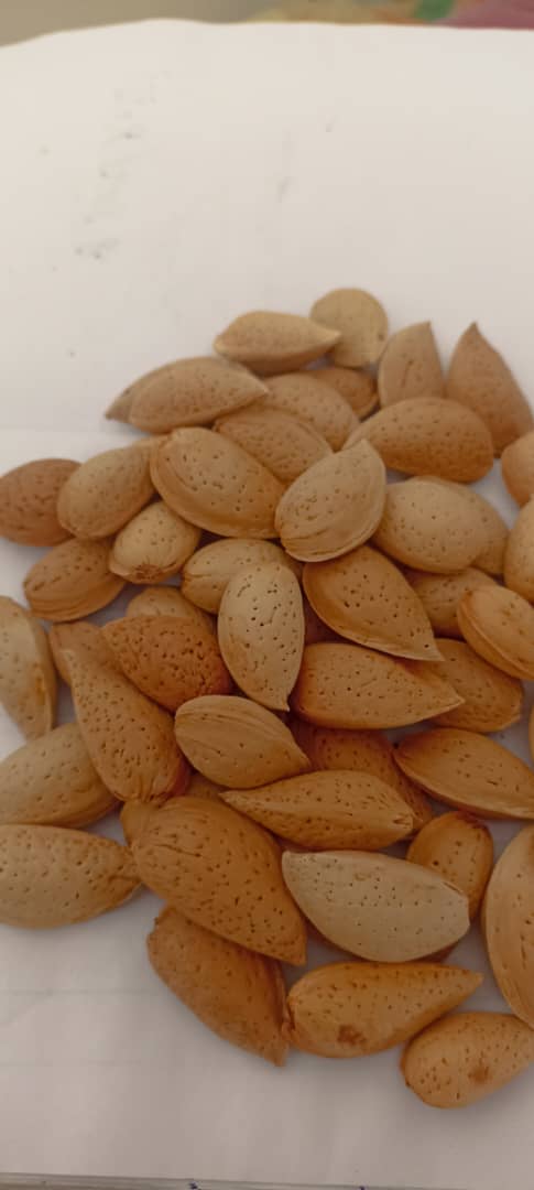 خرید عمده بادام درختی چهار محال و بختیاری