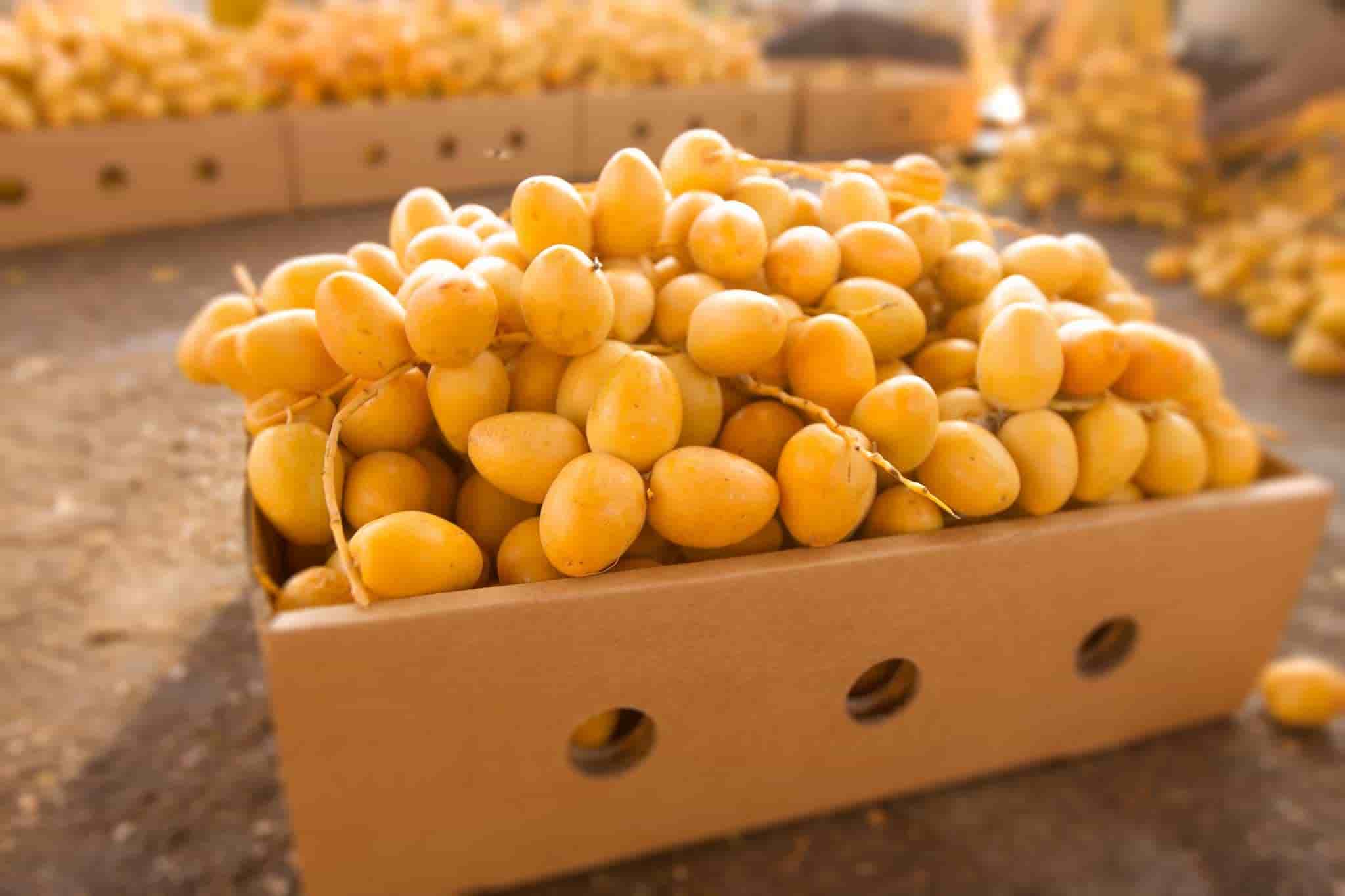 قیمت عمده خارک برحی صادراتی + خرید