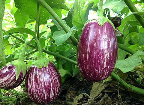 بادمجان ابرکویی + قیمت فوق العاده