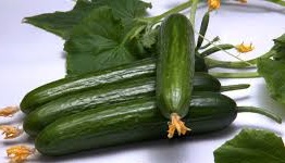 قیمت خیار سبز گلخانه ای + خرید