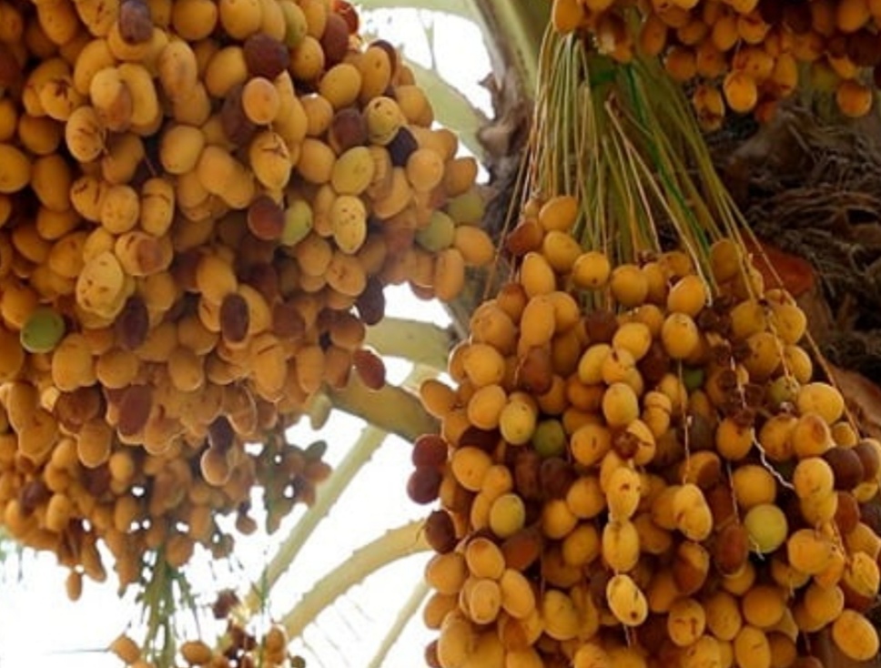 قیمت خرید خرما برحی اهواز + عمده به صرفه و ارزان