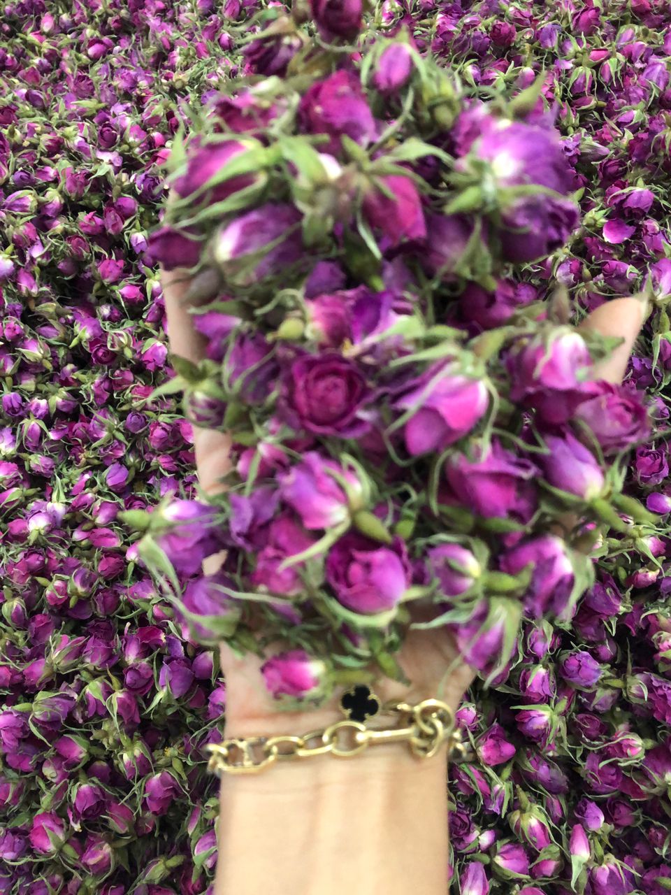 قیمت غنچه گل محمدی صادراتی + خرید باور نکردنی