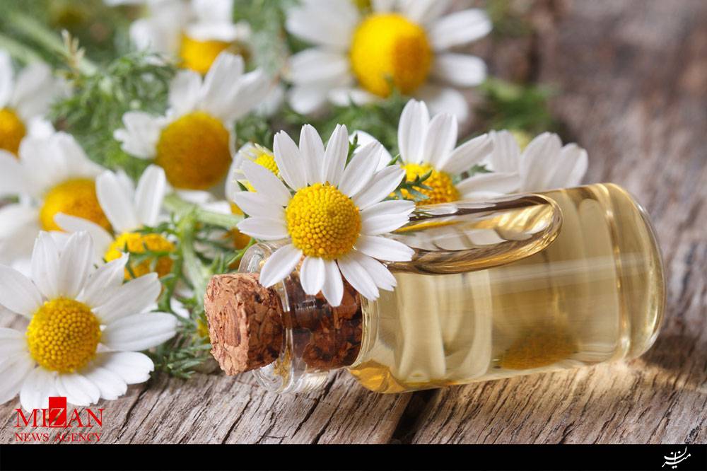 قیمت خرید گل بابونه درجه ۱
