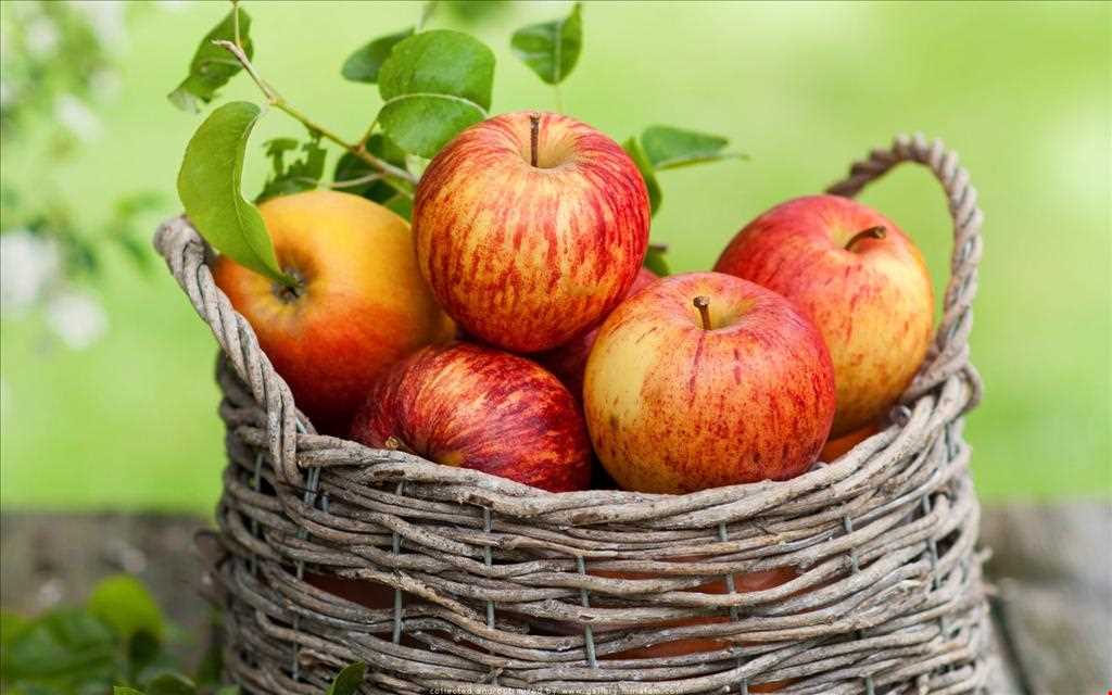 فروش سیب شمرونی قرمز صادراتی اشنویه + فروش عمده