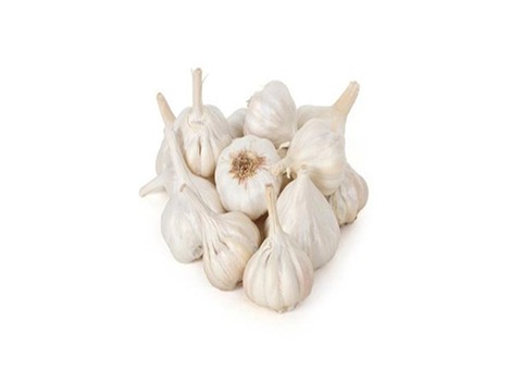 قیمت خرید سیر تازه خشک + فروش ویژه