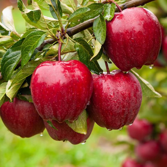 فروش سیب رد دلیشز قرمز درجه یک ارومیه + فروش عمده