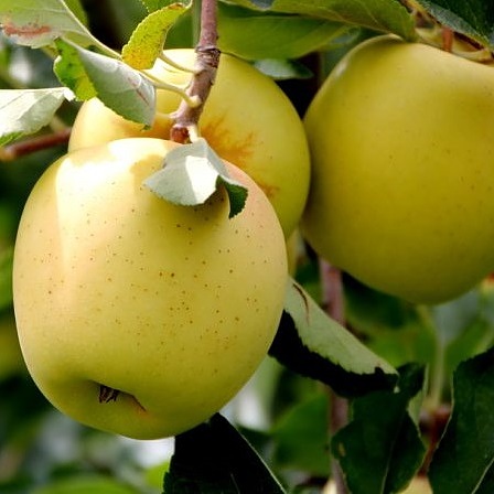 فروش سیب زرد دلیشز زرد اشنویه با کیفیت اعلا + فروش عمده
