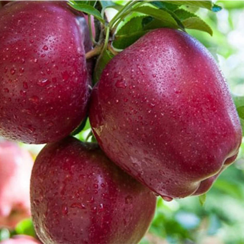 قیمت سیب رد دلیشز + خرید به صرفه