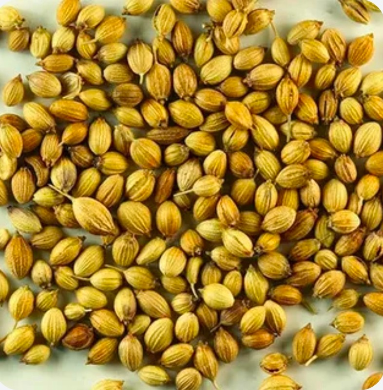 خرید تخم گشنیز نهاوند با رایحه شیرین