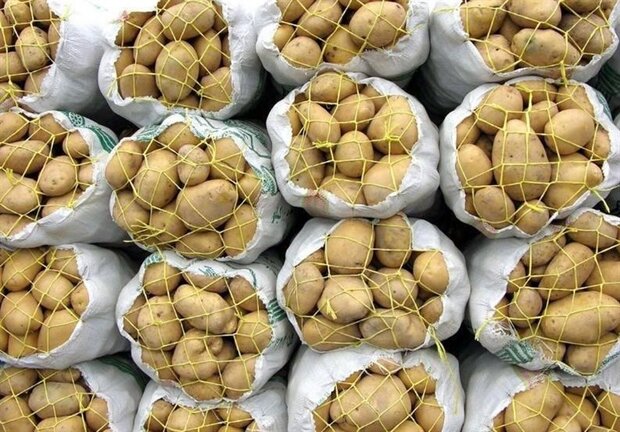 سیب‌زمینی ایرانی برای صادرات کیفیت بالا