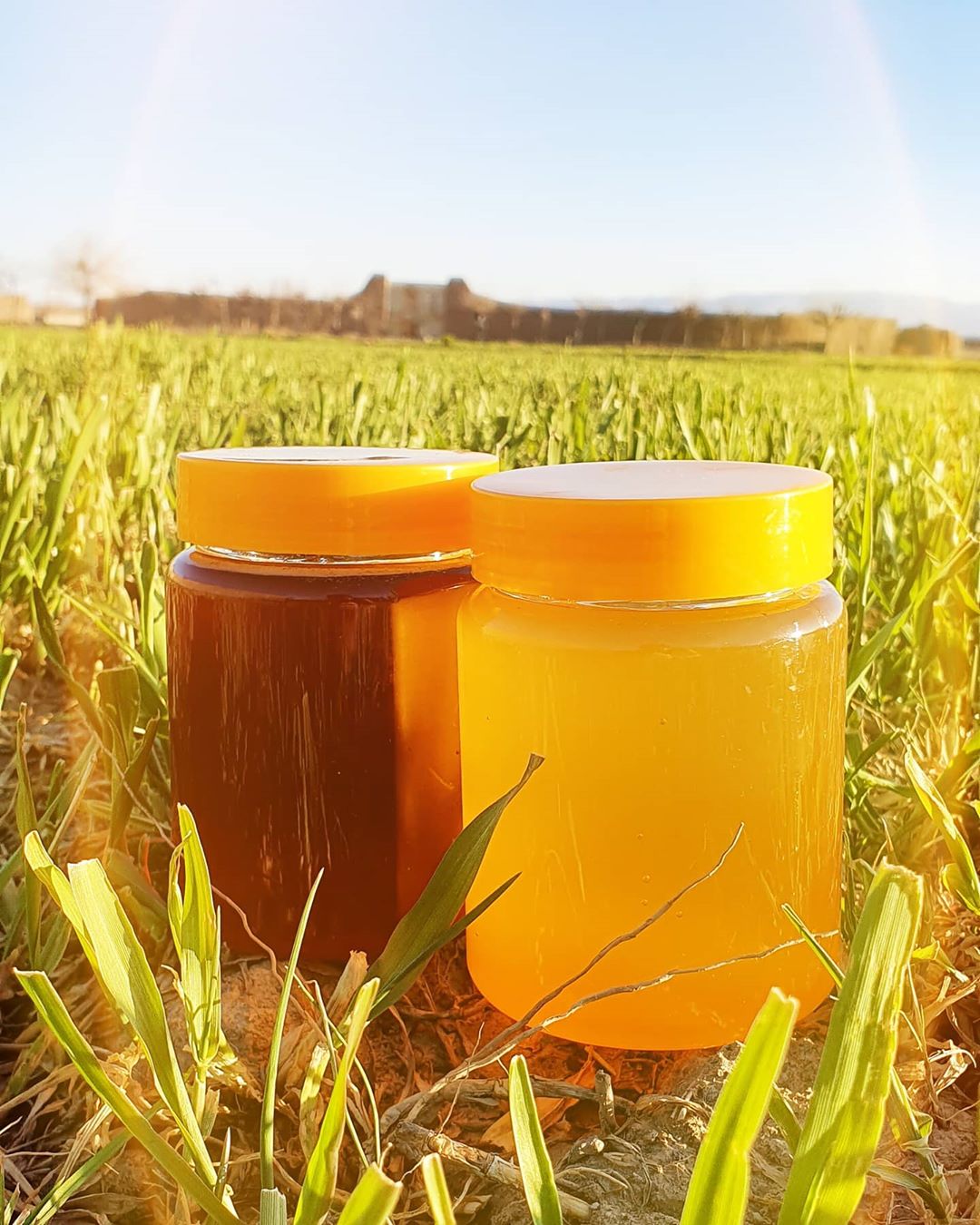 قیمت عمده عسل شیر تیزه