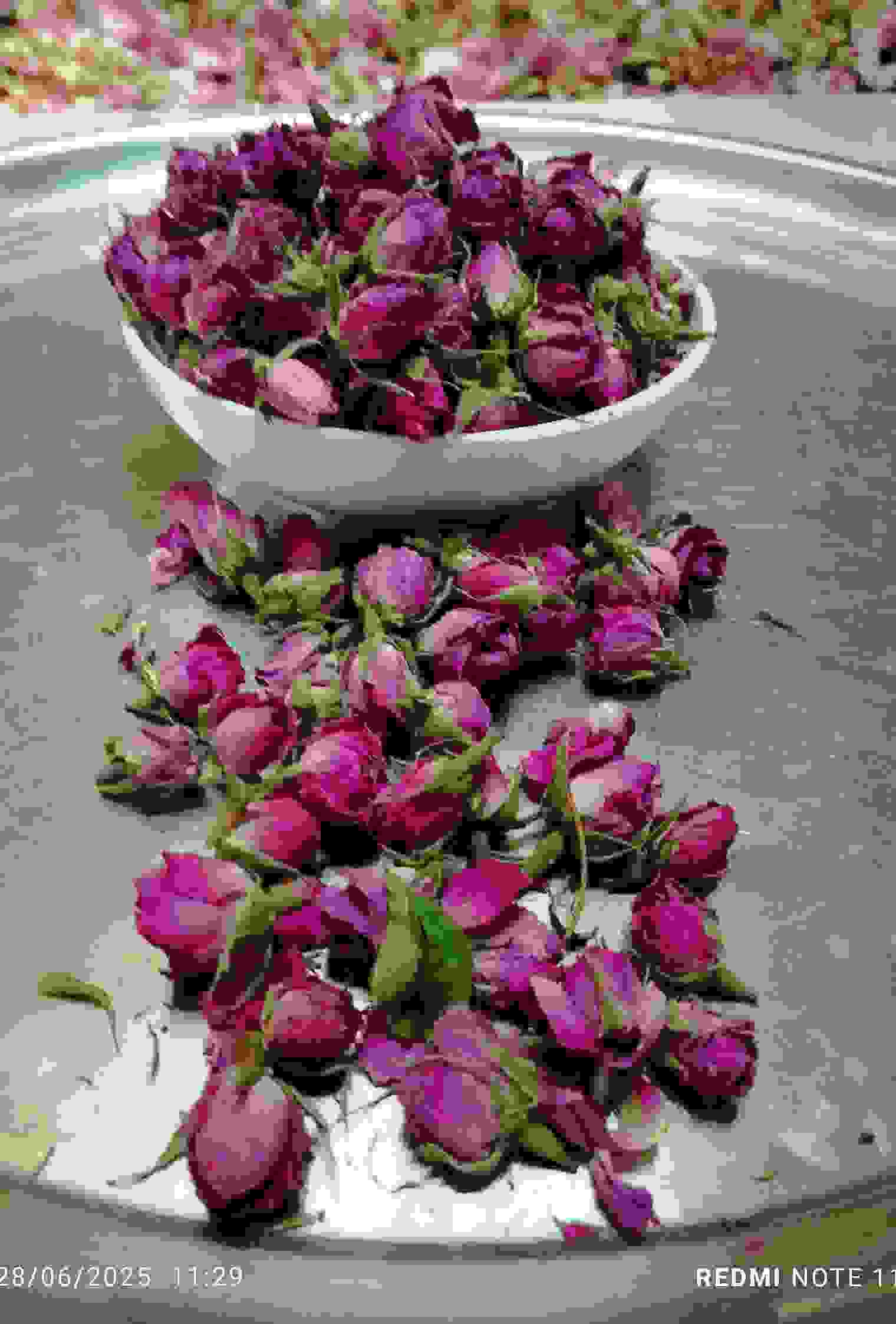 فروش غنچه گل محمدی