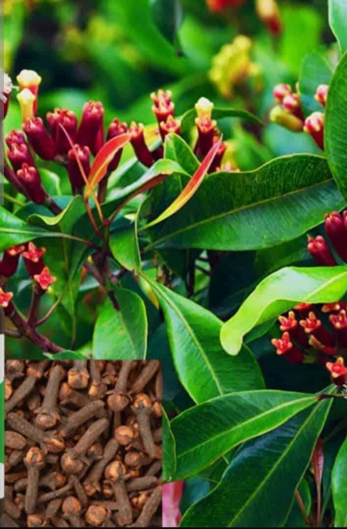 قیمت خرید استثنایی گل میخک اعلا