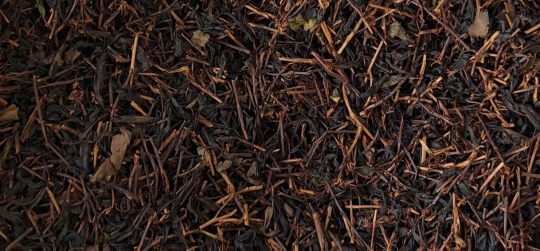 چای سیاه لاهیجان مهماندوست با طعم غنی و عطر طبیعی تازه