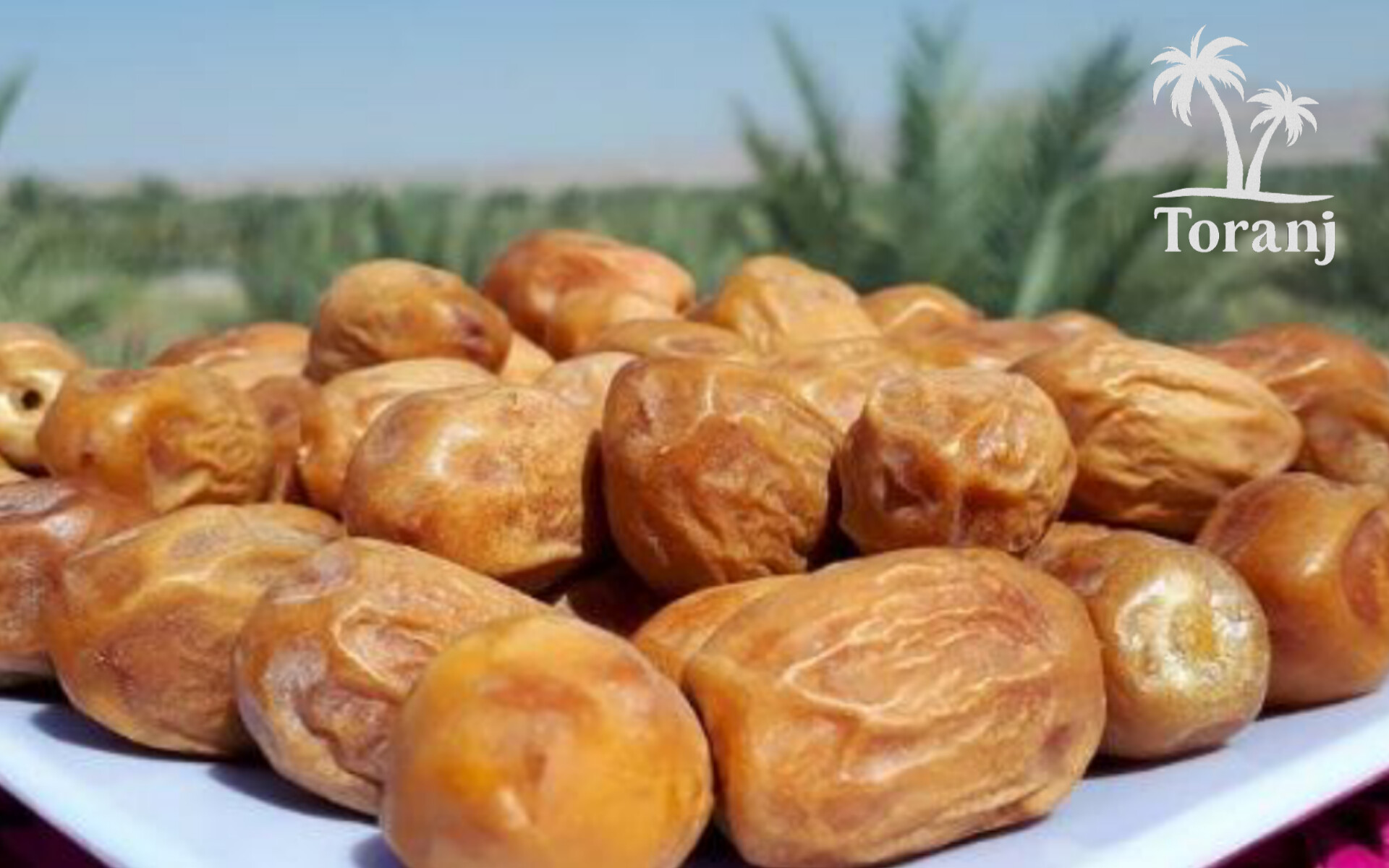 خرید خرما زاهدی عمده + قیمت عالی