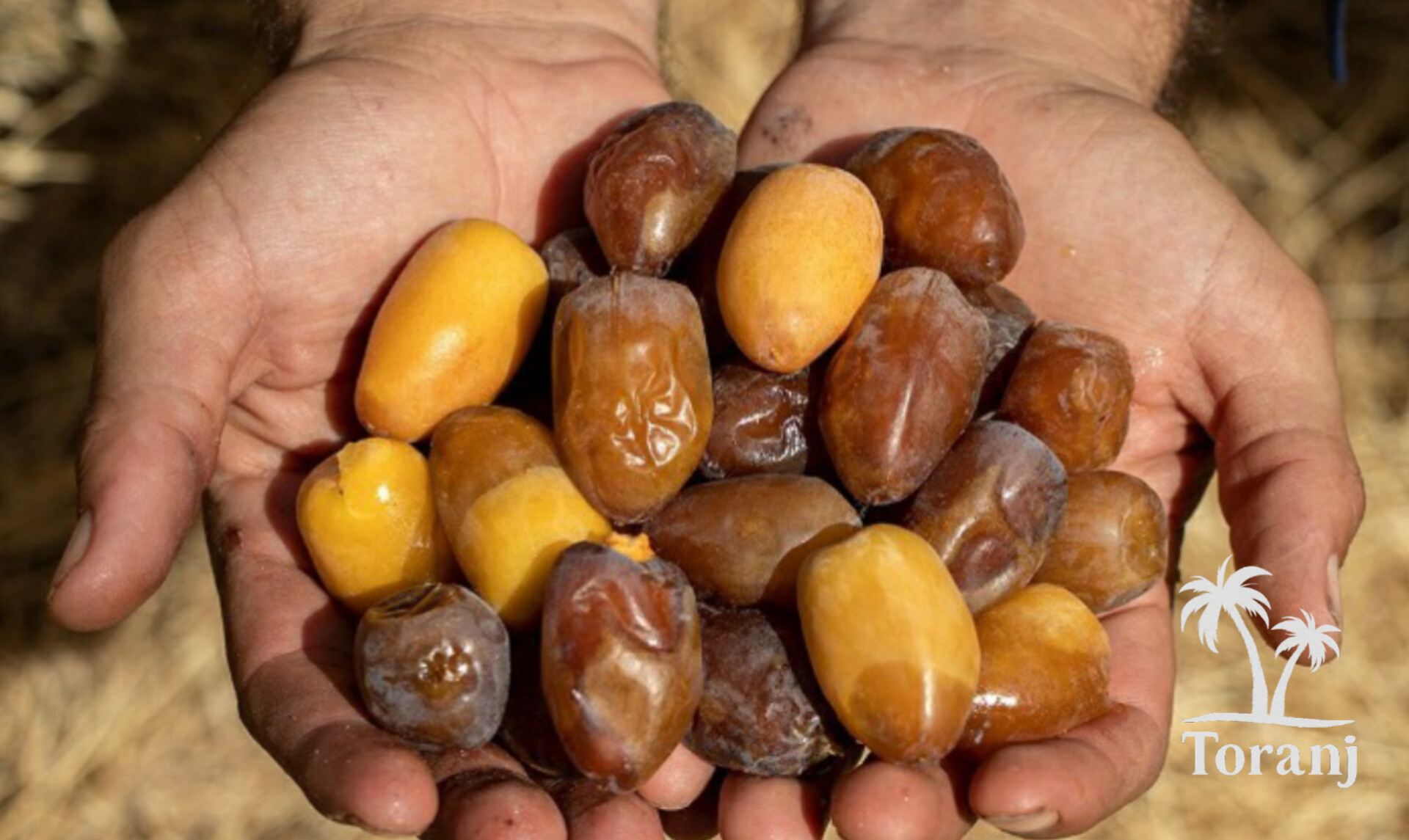 خرید رطب کبکاب عمده + قیمت عالی