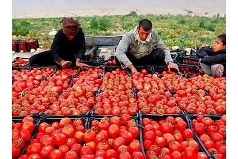فروش آنلاین کنسرو رب گوجه فرنگی