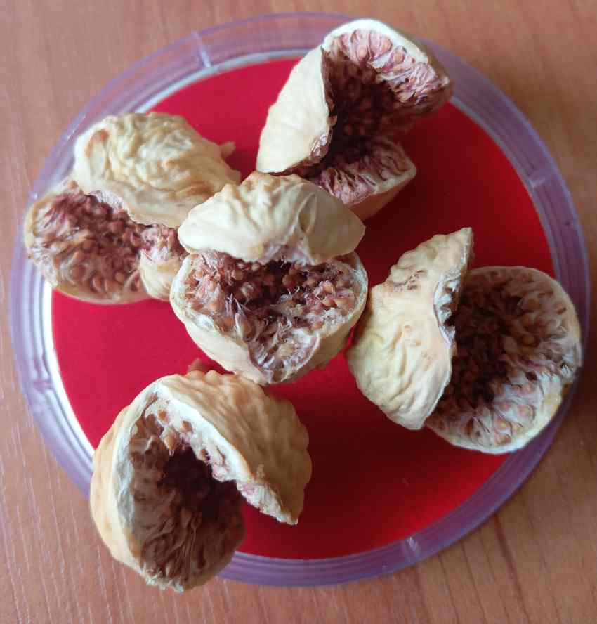 خرید عمده انجیر خشک + فروش ویژه