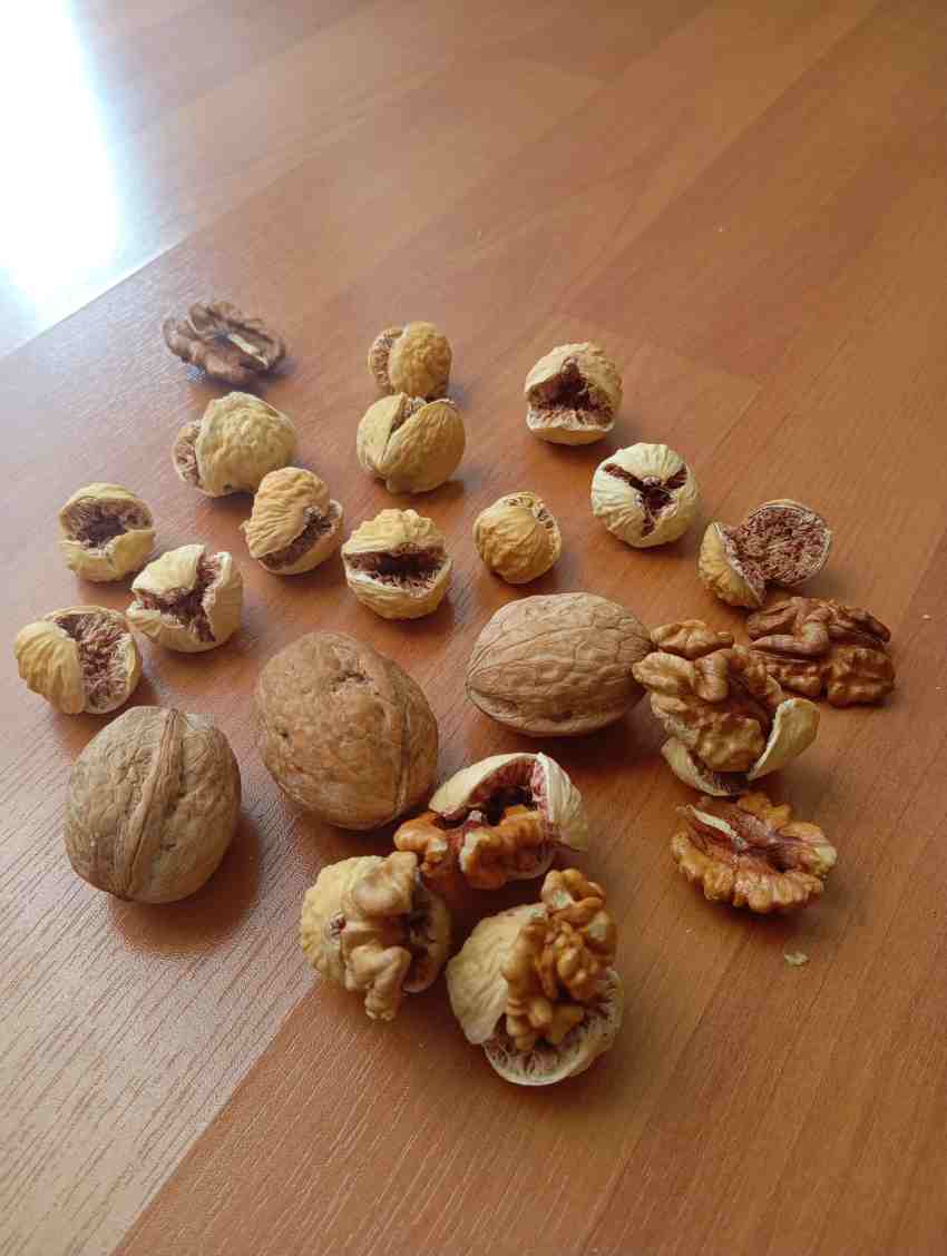 خرید انجیر خشک مرغوب + فروش ویژه