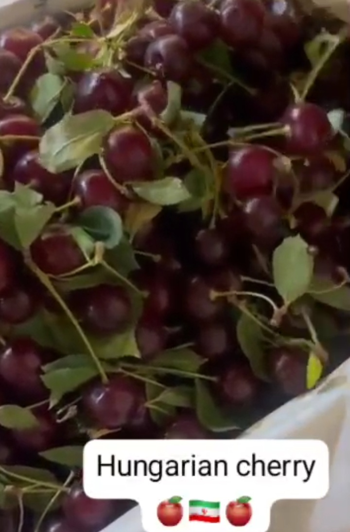 فروش فوق العاده آلبالو مجارستانی + خرید عمده