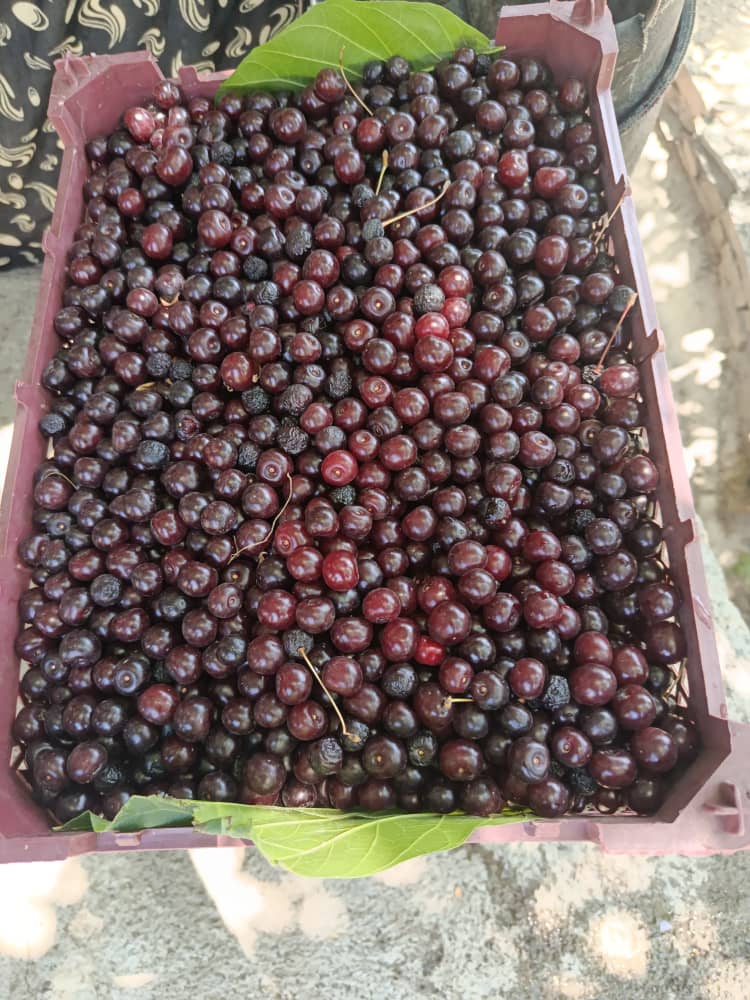 قیمت آلبالو رسمی مشهد برای کارخانه + خرید عمده