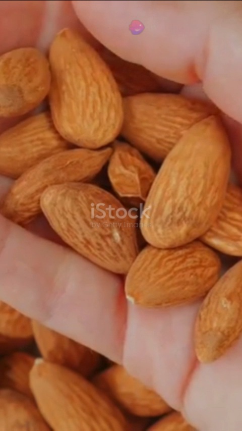 قیمت خرید مغز بادام سنگی تازه + فروش عمده