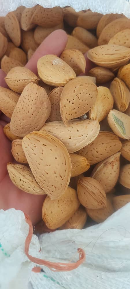 مغز بادام سنگی با قیمت و کیفیت عالی