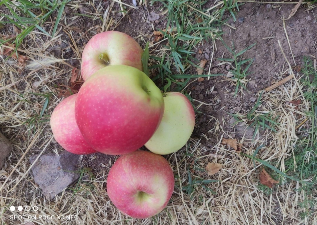 قیمت خرید سیب گلاب اصفهان