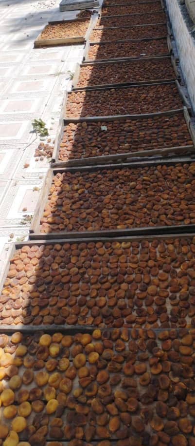 قیسی آفتابی آذر شهر + قیمت ویژه