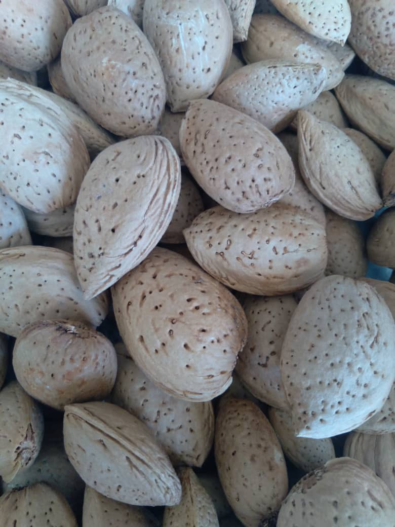 خرید بادام درختی عمده