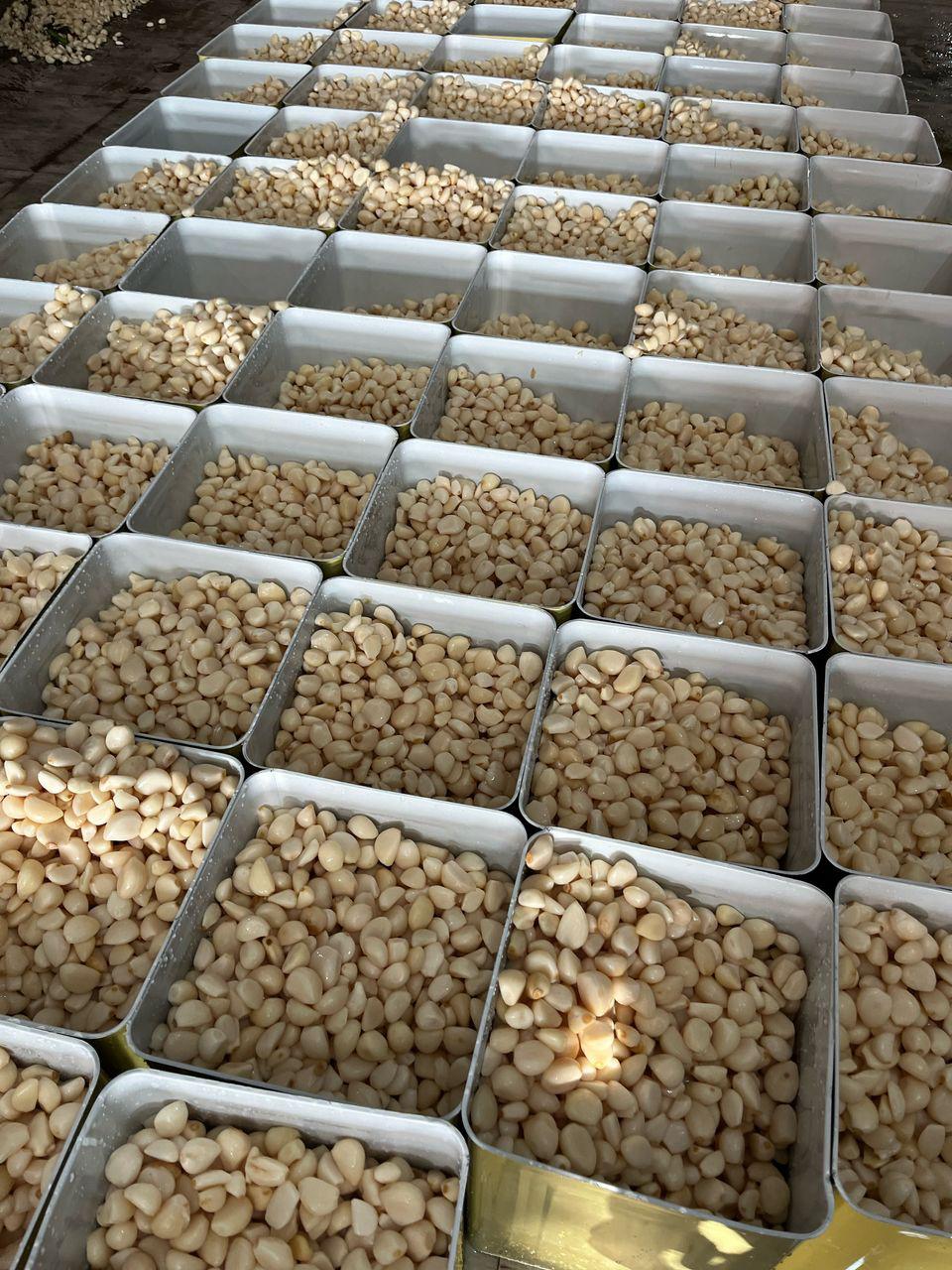سیر حبه دانه خشک اسیابی