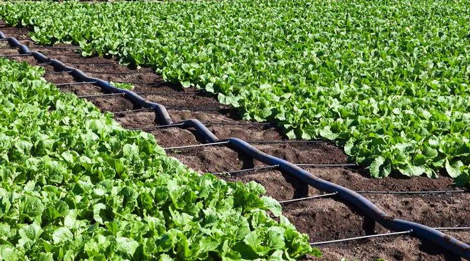 فروش انواع لوله های قطره ای مرغوب + عمده