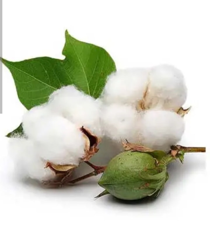 تخم پنبه دانه + خرید استثنایی