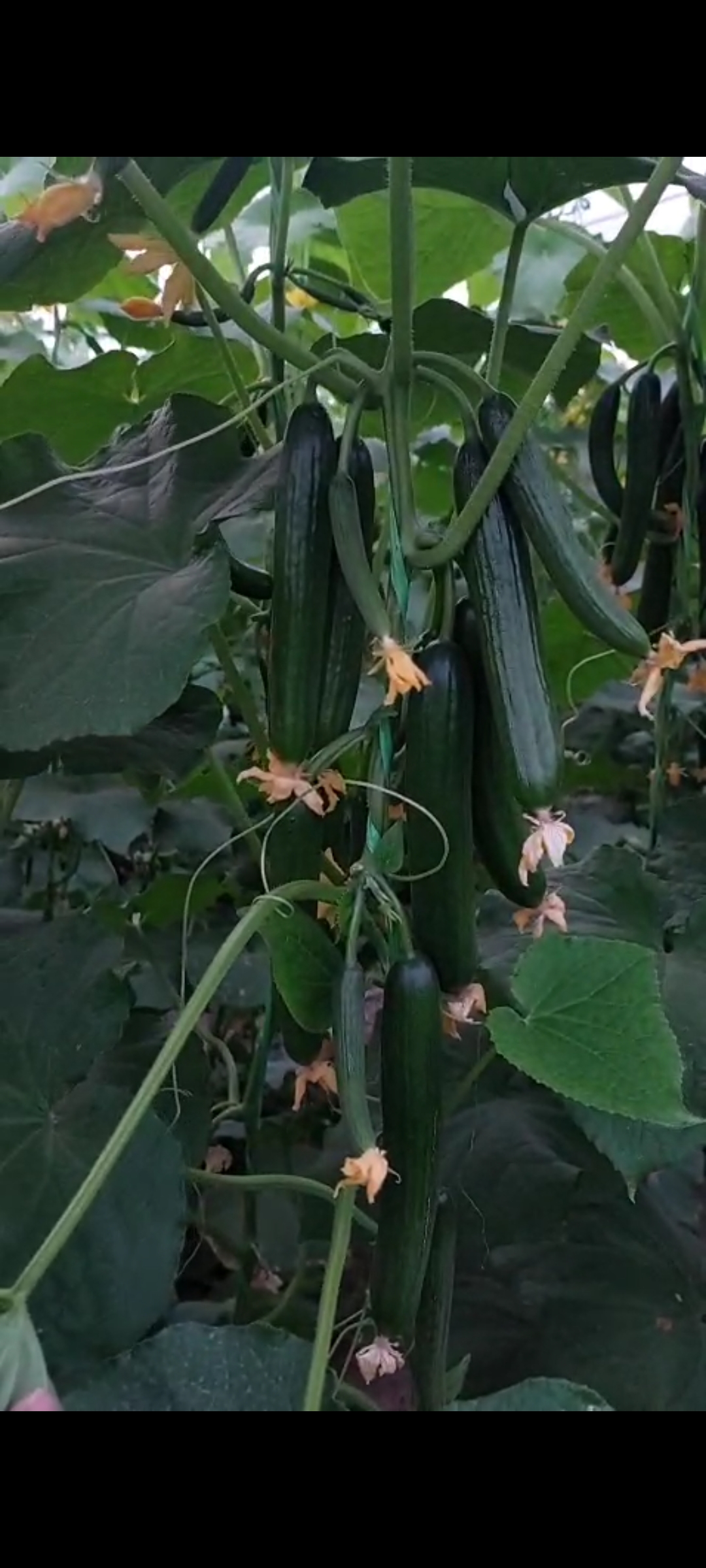 خیار گلخانه اصفهان + قیمت صادراتی