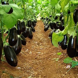 خرید بادمجان صادراتی
