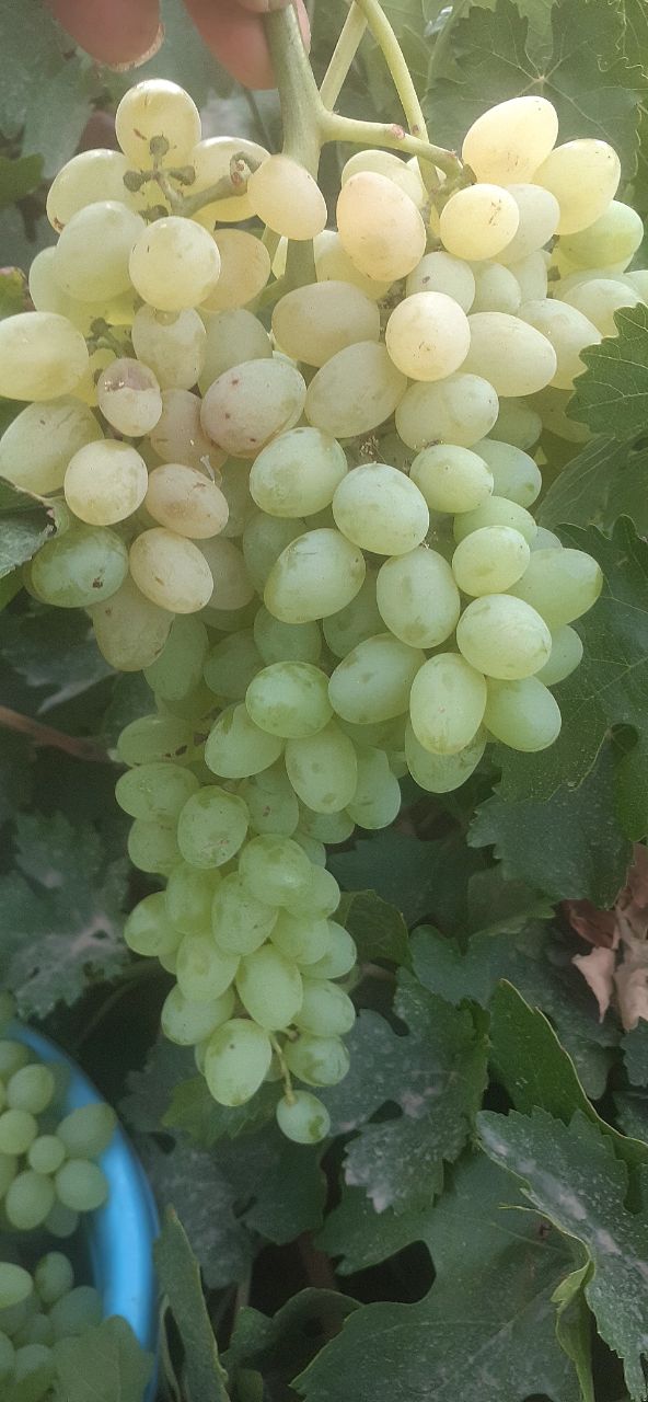 انگور عسگری شهر خشکرود
