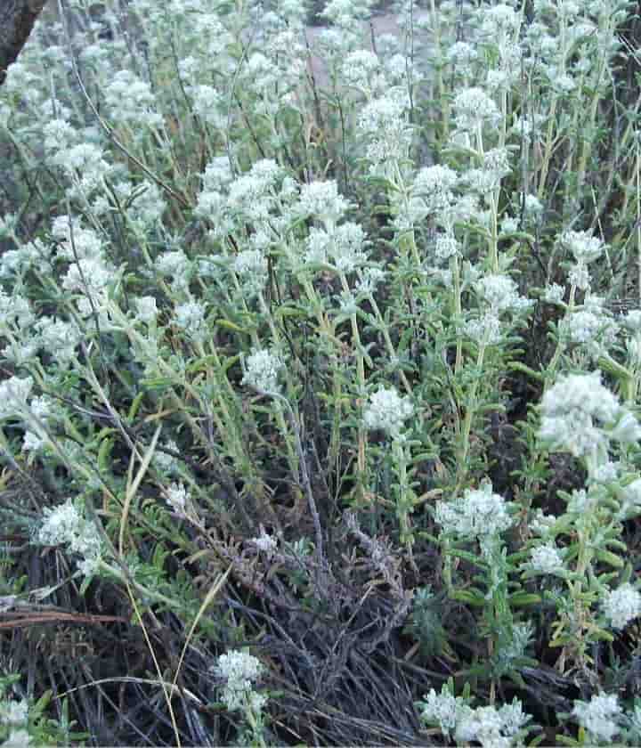 گیاه کلپوره اعلا + خرید عمده استثنایی