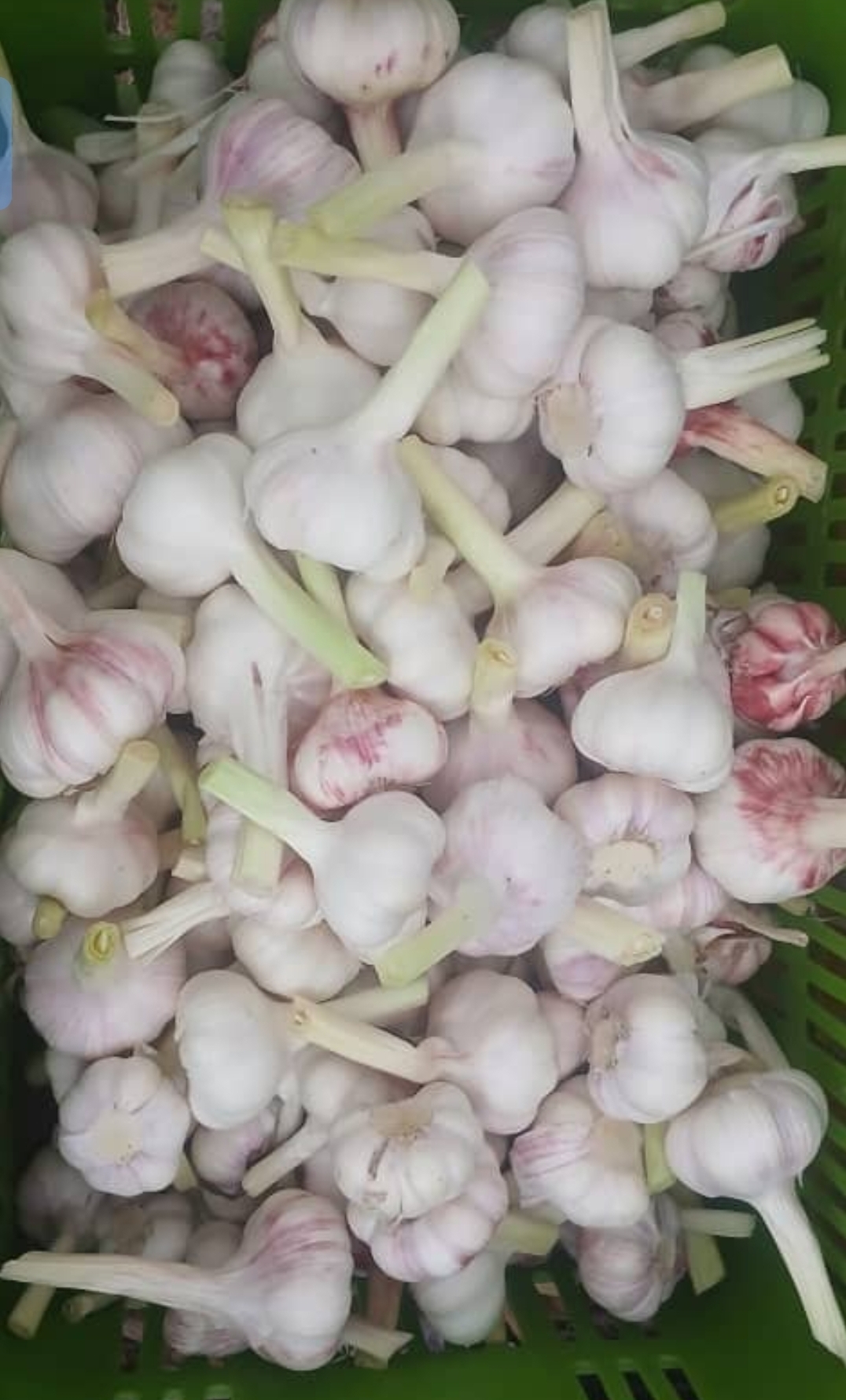 فروش عمده سیر قرمز چهار انگشتی صادراتی
