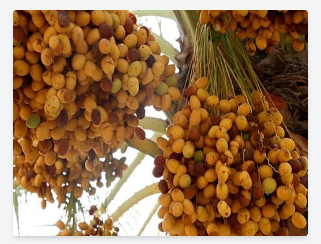 قیمت خرید خرما برحی اهواز + به صرفه ارزان و عمده