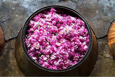 خرید عمده گلاب صادراتی در شمال تهران از شرکت فولاد گل