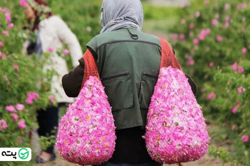 خرید عمده گلاب در شمال تهران با شرکت فولاد گل