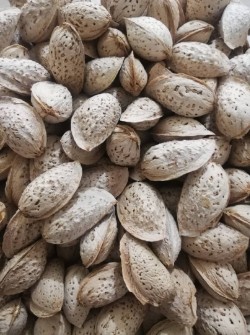 فروش عمده بادام محب تازه بی‌واسطه از باغدار