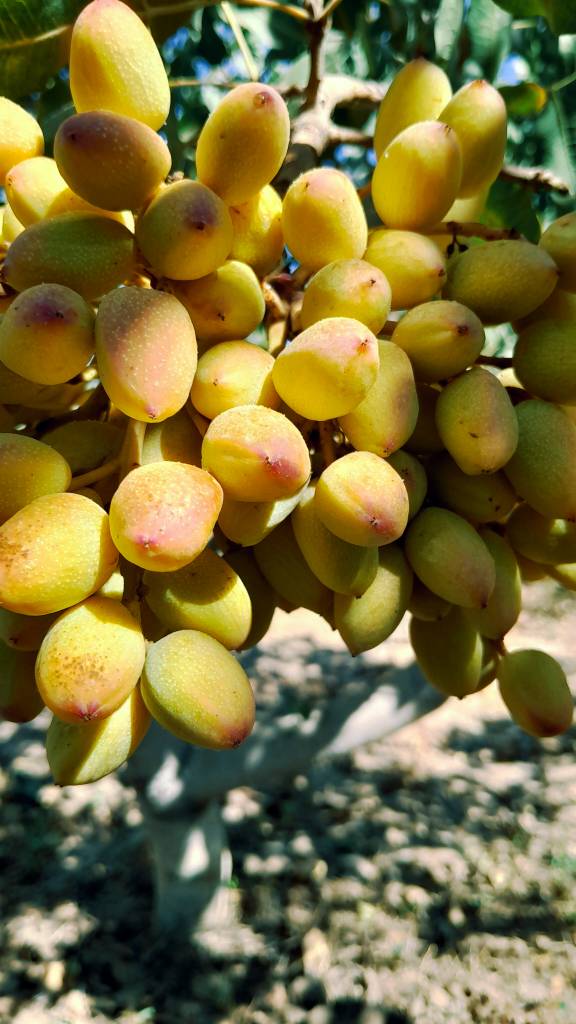 خرید پسته کله قوچی عمده با مغز درشت و طعم بی نظیر + ویژه بازار داخلی و صادراتی