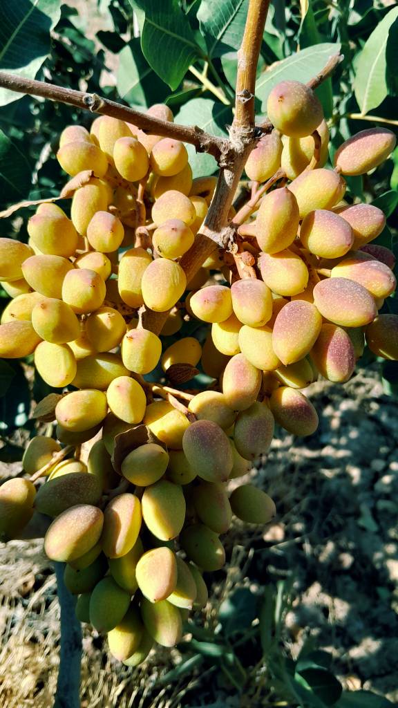 فروش عمده پسته کله قوچی خندان با بسته بندی گونی و کیفیت صادراتی