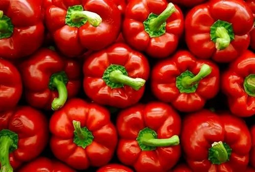 فروش عمده مستقیم فلفل دلمه رنگی + از تولید به مصرف
