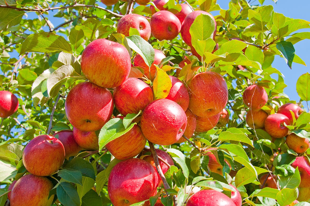 قیمت سیب باغی تابستان مهاباد با کیفیت سوپر + فروش عمده