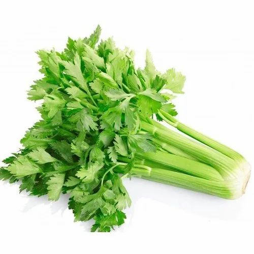قیمت خرید منصفانه کرفس مرغوب + خرید