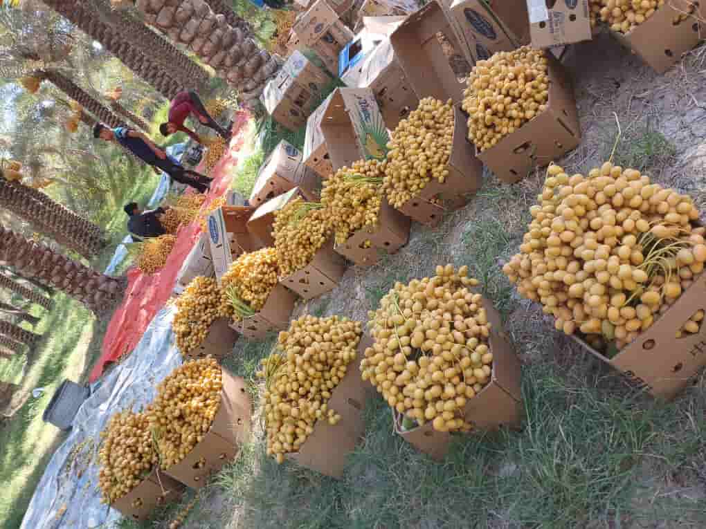 خرید و فروش خارک برحی کارون